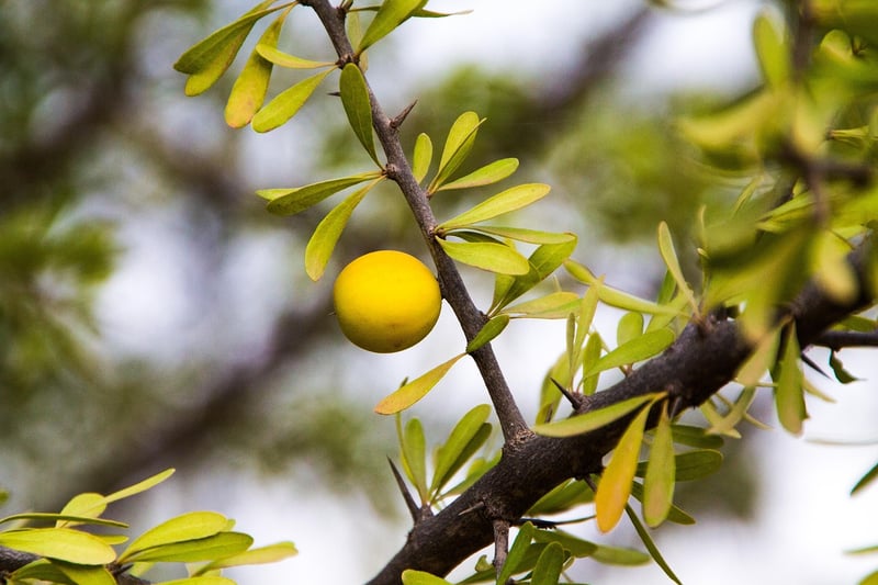 Sustainable Skincare Products